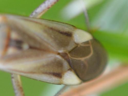 Réf. 326 965 : Adelphocoris lineolatus